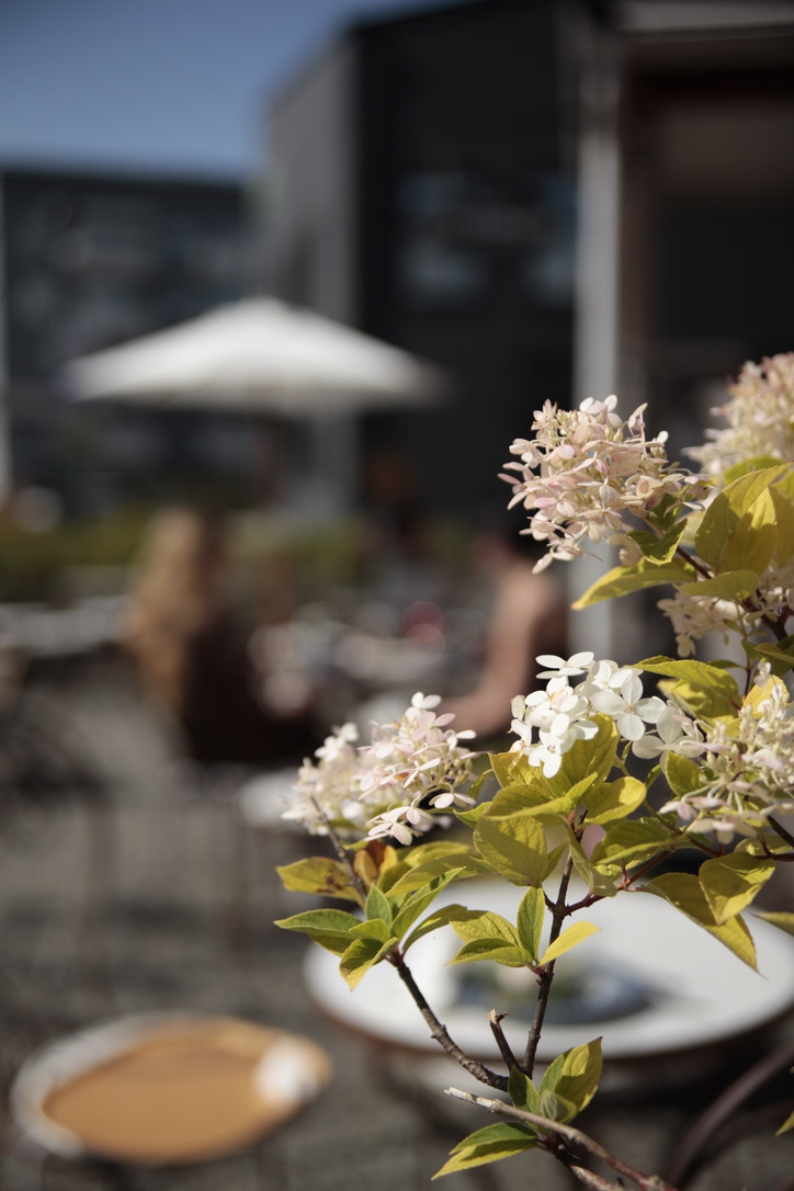 Blommande hortensia på uteserveringen i solen vid Café Grindstugan i Tollare